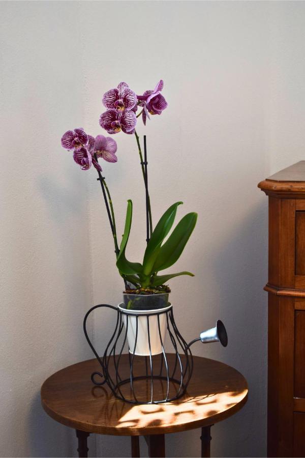 Il Ginepro B&B Piamaggio Bagian luar foto